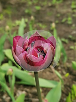 Burgundy terry peony-shaped tulip. Top view. The festival of tulips on Elagin Island in St. Petersburg