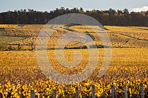 Burgundy, vineyards and landscape in autumn.