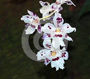 Burgundy And White Oncidium Orchid