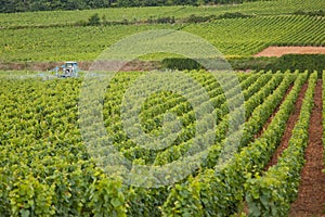 Burgundy wine production