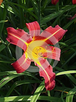 Burgundy And Yellow Daylily In Bloom