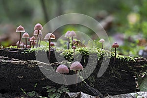 The Burgundydrop Bonnet Mycena haematopus is an inedible mushroom
