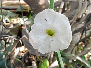 Burhead flower