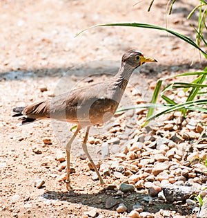 Burhinus capensis