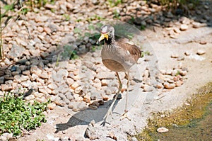 Burhinus capensis photo