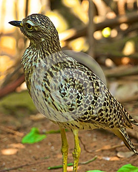 Burhinus capensis (Spotted thick-knee , Spotted dikkop)