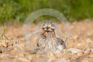 Burhinus oedicnemus Eurasian thick knee, Eurasia Stone-curlew, Stone Curlew resting on the ground photo