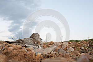 Burhinus oedicnemus Eurasian thick knee, Eurasia Stone-curlew, Stone Curlew resting on the crop floor photo