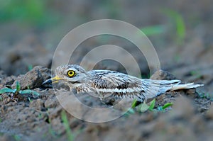 Burhinus oedicnemus (Eurasian Thick-knee, Eurasian Stone-curlew photo