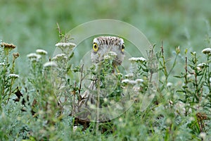 Burhinus oedicnemus (Eurasian Thick-knee, Eurasian Stone-curlew photo