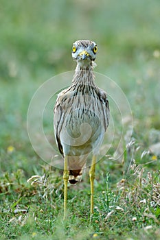 Burhinus oedicnemus (Eurasian Thick-knee, Eurasian Stone-curlew photo