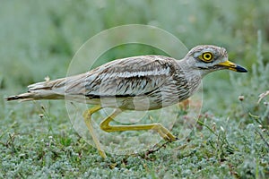 Burhinus oedicnemus Eurasian Thick-knee, Eurasian Stone-curlew photo