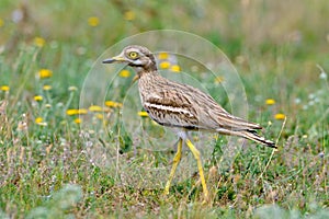 Burhinus oedicnemus Eurasian Thick-knee, Eurasian Stone-curlew