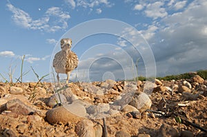 Burhinus oedicnemus Eurasian thick knee, Eurasian Stone-curlew, Stone Curlew photo