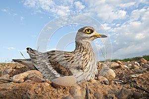 Burhinus oedicnemus Eurasian thick knee, Eurasian Stone-curlew, Stone Curlew in its nest photo