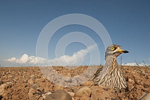 Burhinus oedicnemus Eurasian thick knee, Eurasian Stone-curlew, Stone Curlew in its nest, photo