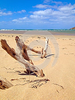 Buried driftwood