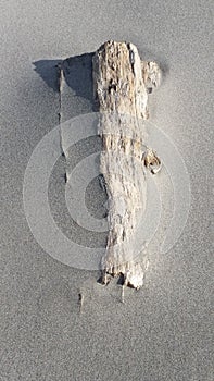 Buried Driftwood