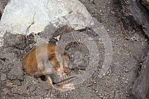 Buried Human Skull