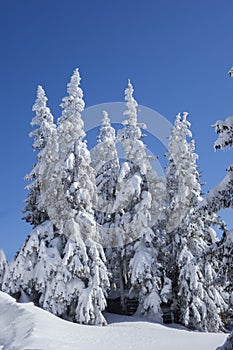 Buried in snow