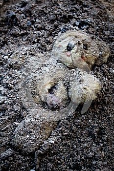 Buried teddy bear lies on a ash
