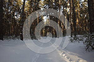 Buried under the snow forest road