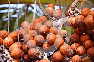 Buriti