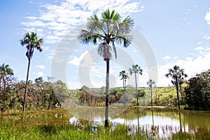Buriti Tree into a lake photo