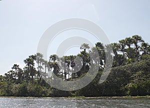 The buritizal agglomerated moriche palms photo