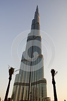 Burj Dubai palm tree