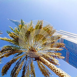 Burj Khalifa behind palm