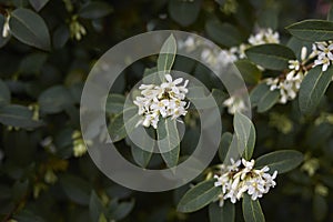 Burkwood Osmanthus shrub in bloom