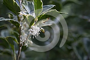 Burkwood Osmanthus in spring, covered in white scented flowers