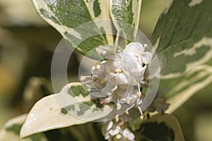 Burkwood Osmanthus in spring, covered in white scented flowers