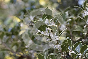 Burkwood Osmanthus in spring, covered in white scented flowers