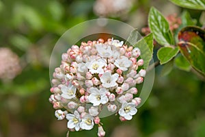 Burkwood Viburnum burkwoodii, cluster of budding flowers