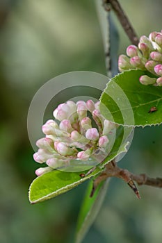 Burkwood Viburnum burkwoodii, cluster of buds