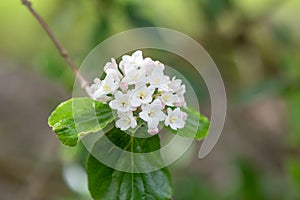 Burkwood Viburnum burkwoodii, cluster of pinkish-white flowers