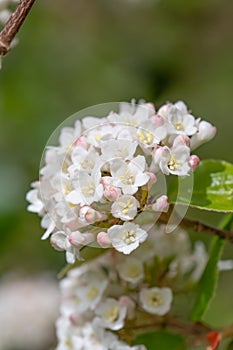 Burkwood Viburnum burkwoodii, white scented flowers