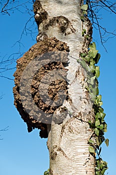 Burl on Birch tree