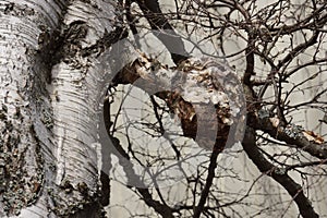 Burl of a birch tree in Scandinavia