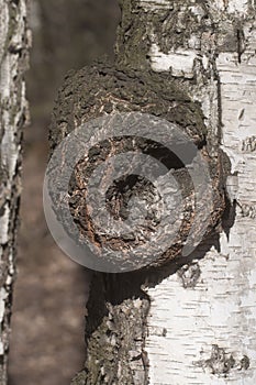 Burl on birch tree trunk, close up