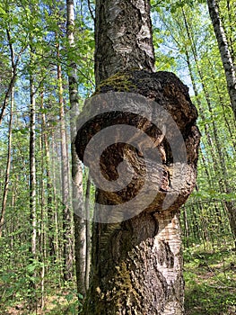 Burl or bur or burr deformed growth on a birch tree trunk