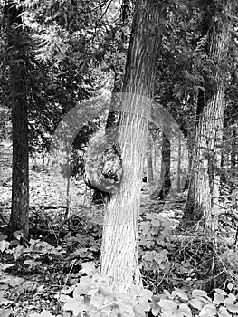 Burl on cedar tree