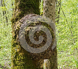 A burl growing on tree