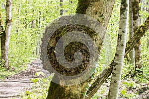 A burl growing on tree