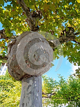 Burl on London plane tree trunk