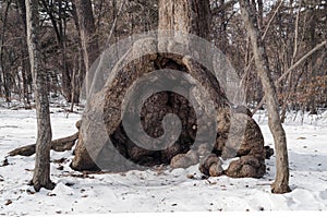 Burl, nodule of the roots Nature Abstract - tree trunk burls