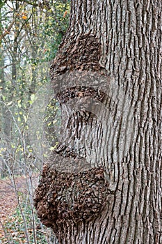 Burl on Oak