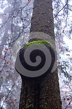 Burl on a pine tree